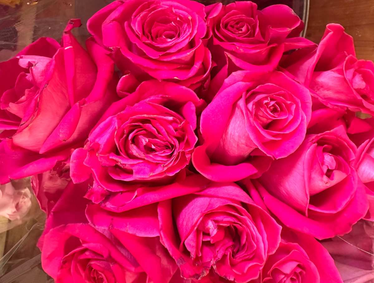 A bunch of Pink Floyd roses (Rosa 'Pink Floyd') wrapped in plastic.