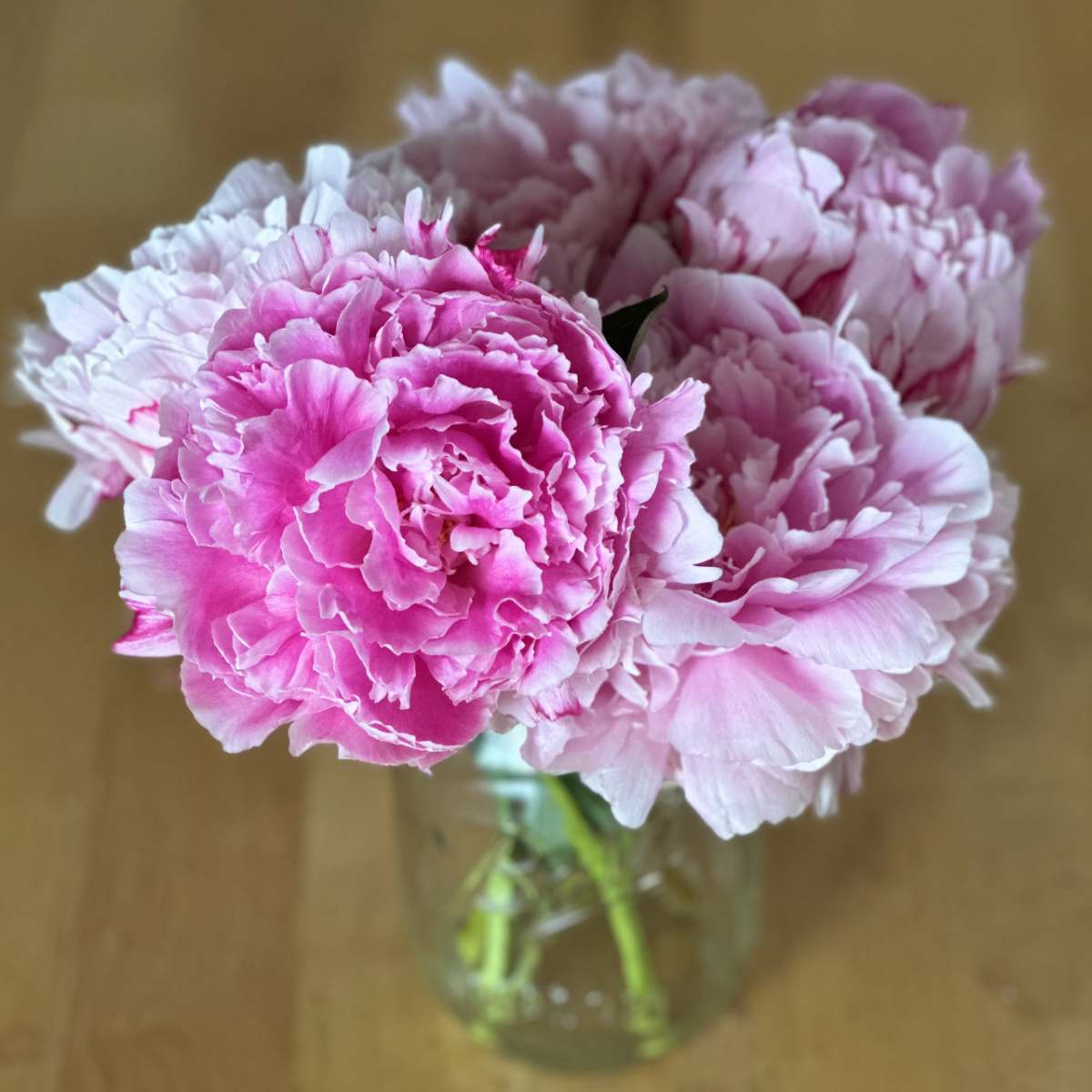 A mason jar with five Sarah Bernhardt peonies (Paeonia lactiflora 'Sarah Bernhardt') in it, showing that some this beautiful pink flower comes in different shades of pink including light pink and a deeper pink.