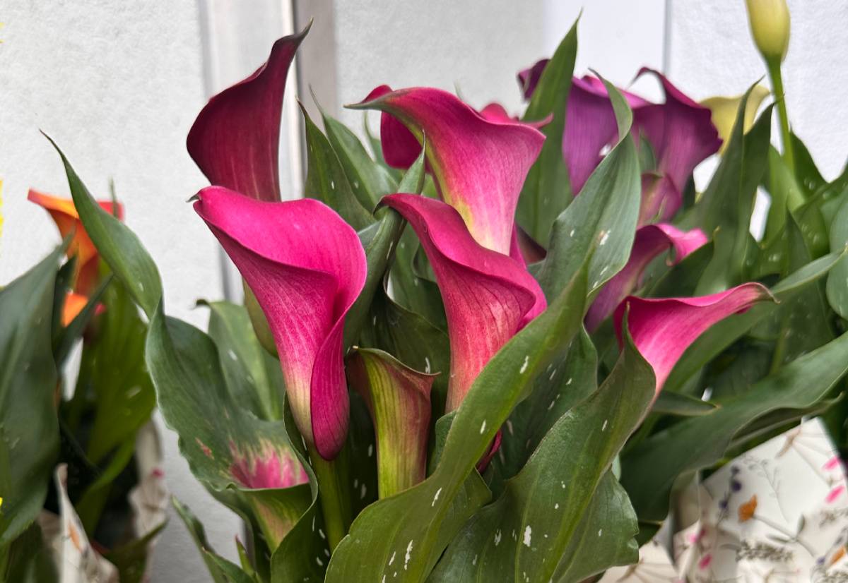A Pink calla lily (Zantedeschia rehmannii) in a plant pot, wrapped with plastic, where the spotted leaves and dark pink flowers of this plant are visible.