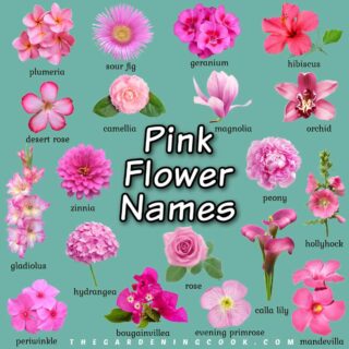 A text overlay that says pink flower names, in the center of a square image with a teal background and 19 photos of pink flowers with names in black text underneath each one, surrounding the text overlay.
