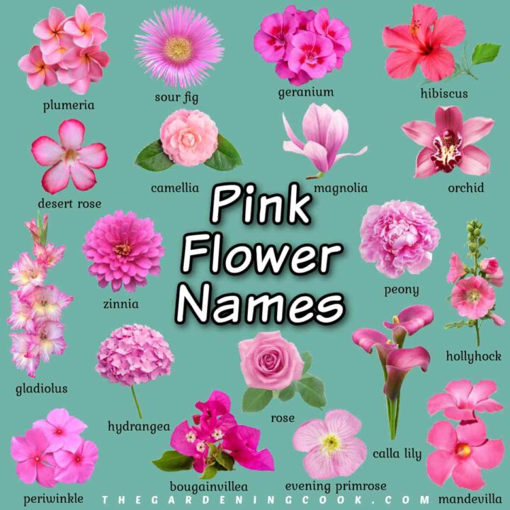 A text overlay that says pink flower names, in the center of a square image with a teal background and 19 photos of pink flowers with names in black text underneath each one, surrounding the text overlay.