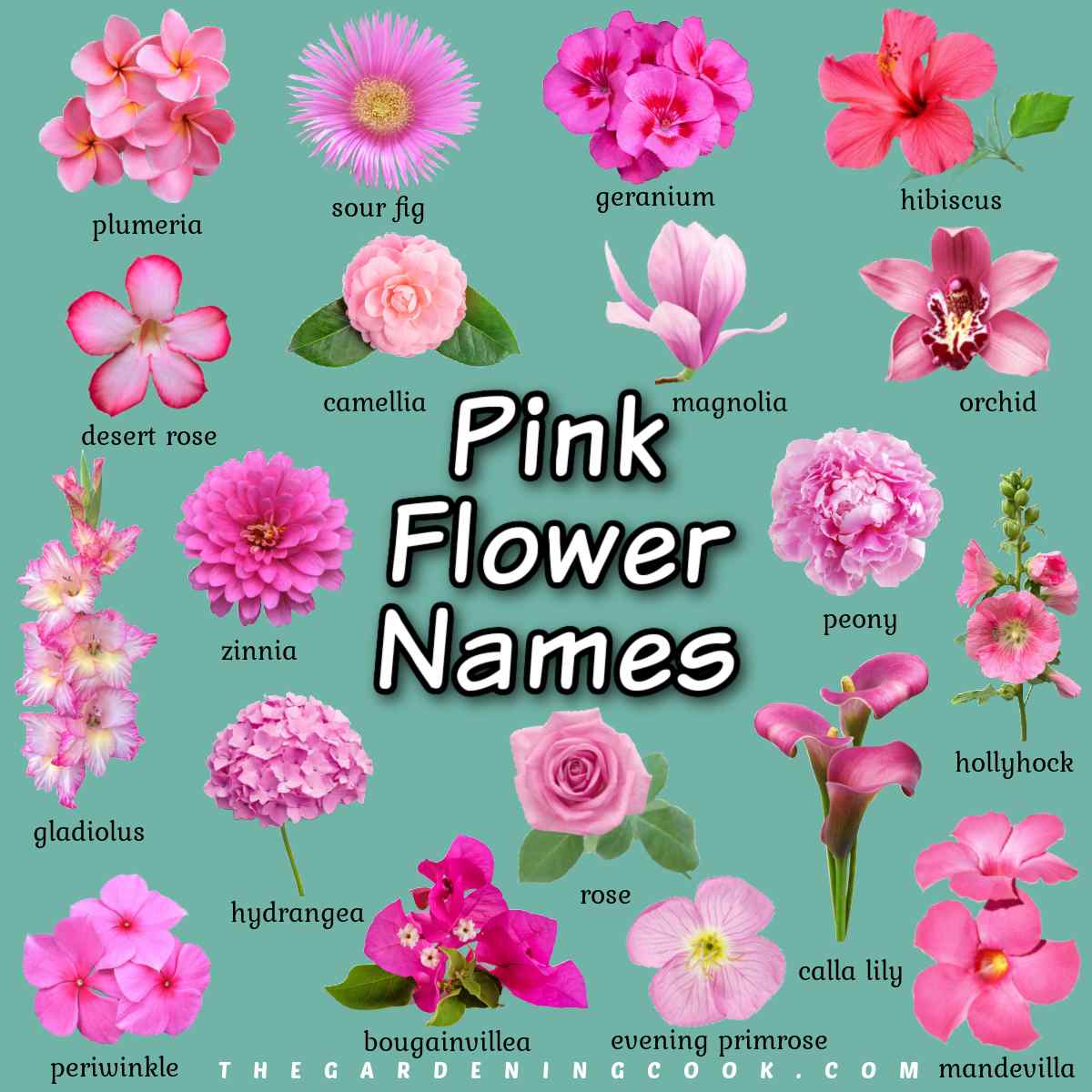A text overlay that says pink flower names, in the center of a square image with a teal background and 19 photos of pink flowers with names in black text underneath each one, surrounding the text overlay.