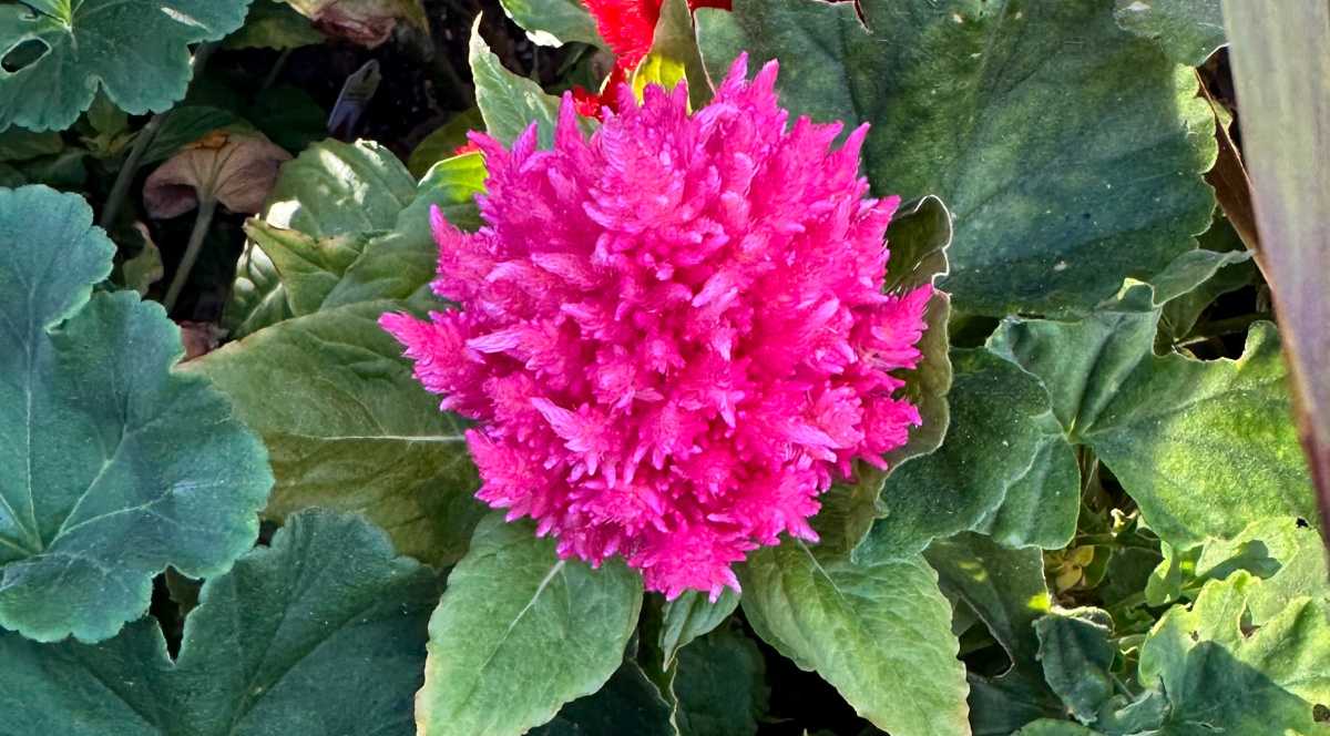 A close up of a pink Plumed cockscomb (Celosia argentea), showing its pretty pink flowers surrounded by leaves.