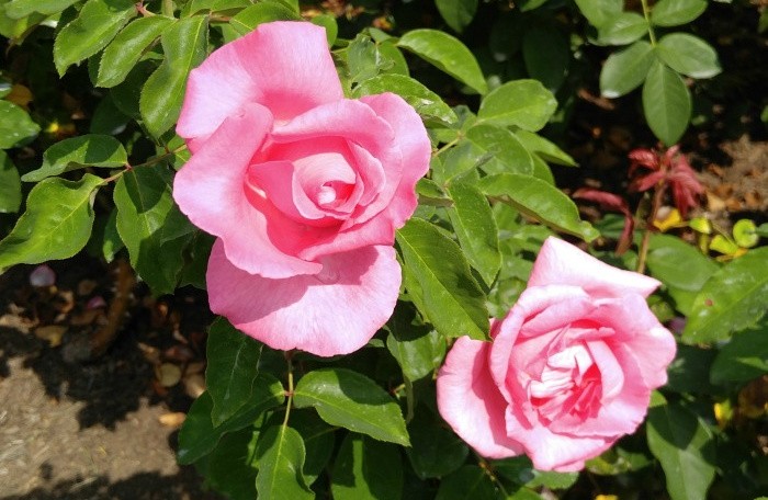 Two light pink flowers of a'Queen Elizabeth' rose (Rosa 'Queen Elizabeth') showing what these pink perennials look like when they're in bloom.