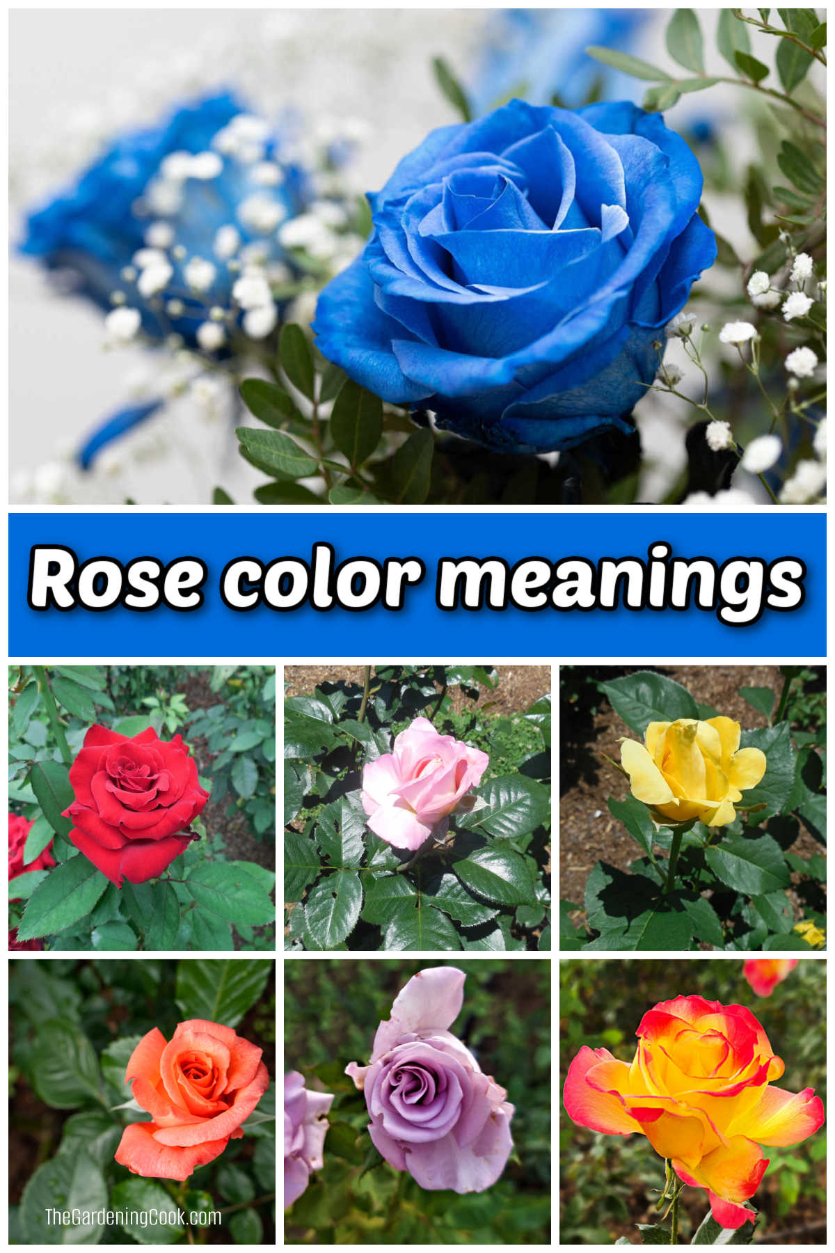 Pictures of blue, red, pink, yellow, peach, lavender and yellow/red roses. Blue text box reads Rose color meanings.