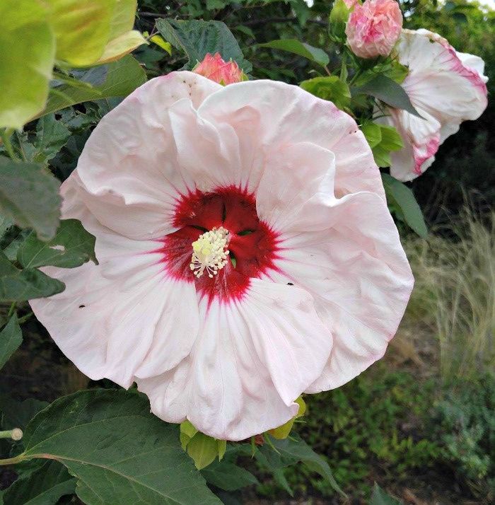 A close up shot of the whitish pink flower of a Rose mallow (Hibiscus 'Angel Eyes').