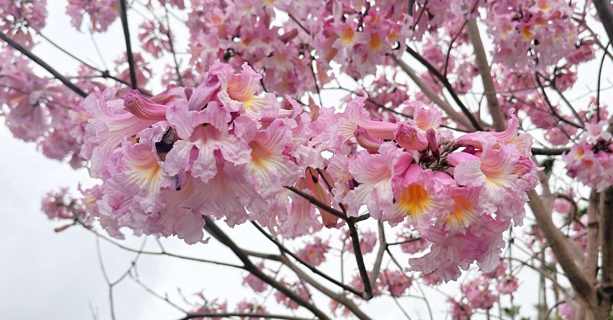 A close up photo of a Rosy trumpet tree (Tabebuia rosea) against the sky, showing the different shades of color on this tree with pink flowers.