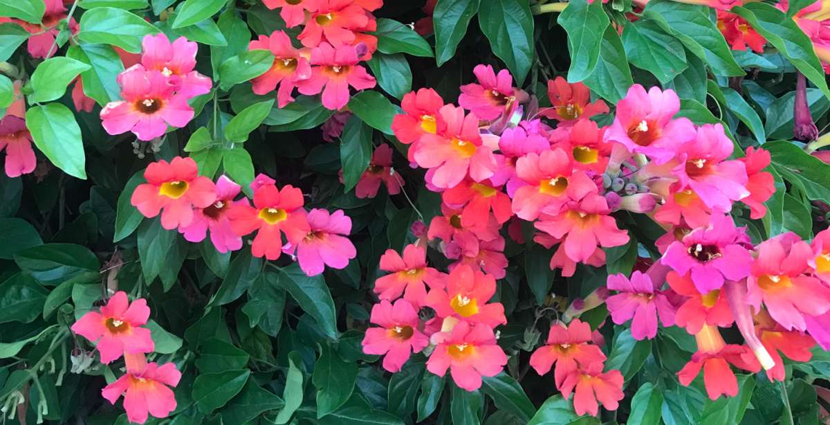 A photo of Scarlet trumpet vine (Amphilophium buccinatorium) showing a horizontal section of this shrub with pink flowers.