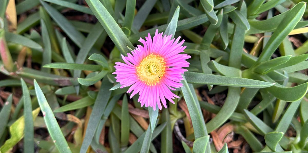 A close up photo of a Sour fig (Carpobrotus edulis) plant, with a light pink flower in the center, surrounded by the plump leaves of this succulent plant.