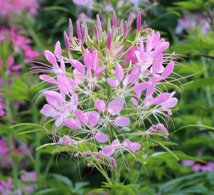 A photo of a cluster of light pink Spider flowers (Cleome hassleriana) with more flowers and their leaves visible in the background.