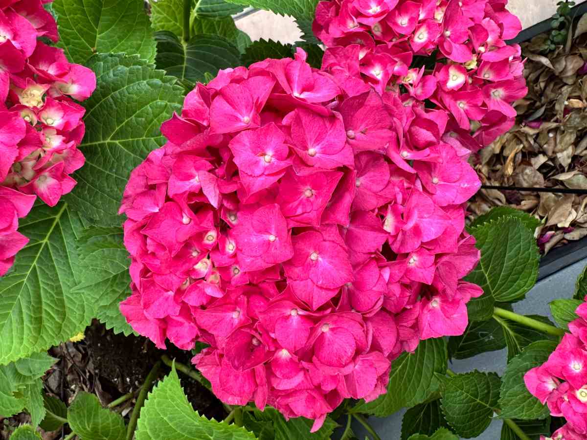 A close up photo of a Summer Crush® bigleaf hydrangea (Hydrangea macrophylla&nbsp;'Bailmacfive') bush, with several clusters of big pink flowers.