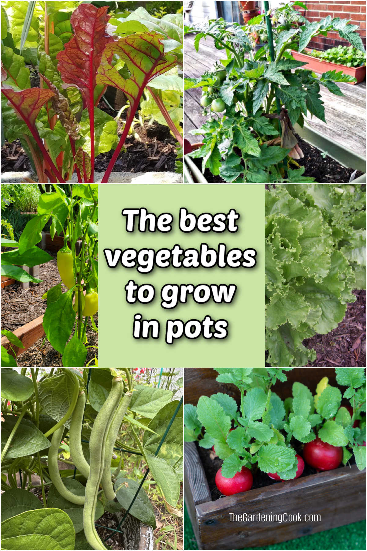 The best vegetables to grow in pots and containers, including Swiss chard, tomatoes, poppers, lettuce, green beans and radishes.