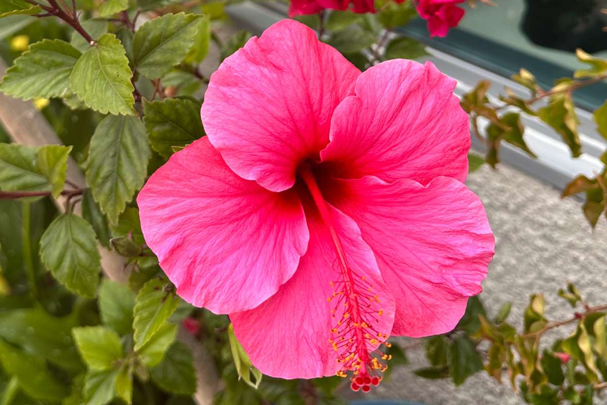 A close up photo of a pink Tropical hibiscus (Hibiscus rosa-sinensis) with the leaves of this plant and the bottom of a sliding glass door visible in the background.