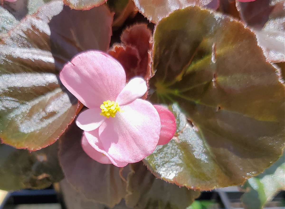 A close up photo of a pink Wax Begonia (Begonia semperflorens cultorum group) showing this small pink flower against it's waxy brownish green leaves.