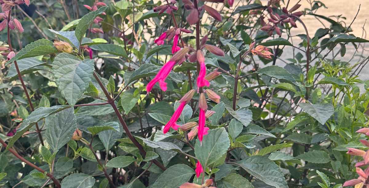 A close up shot of a stalk of the tiny pink flowers that are characteristic of 'Wendy's Wish' sage ('Wendy's Wish' Salvia) and its leaves.