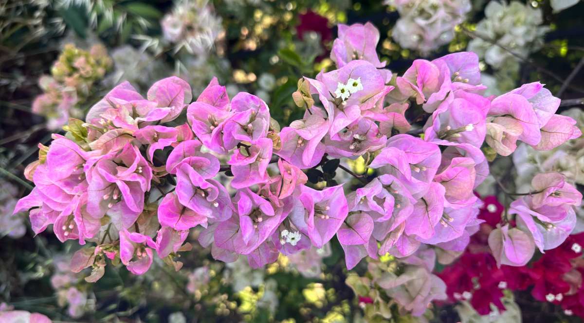 A cluster of pink and white Yanis Delight bougainvillea (Bougainvillea glabra Yanis Delight') flowers with other colors of bougainvillea including deep pink flowers and pure white flowers in the background.