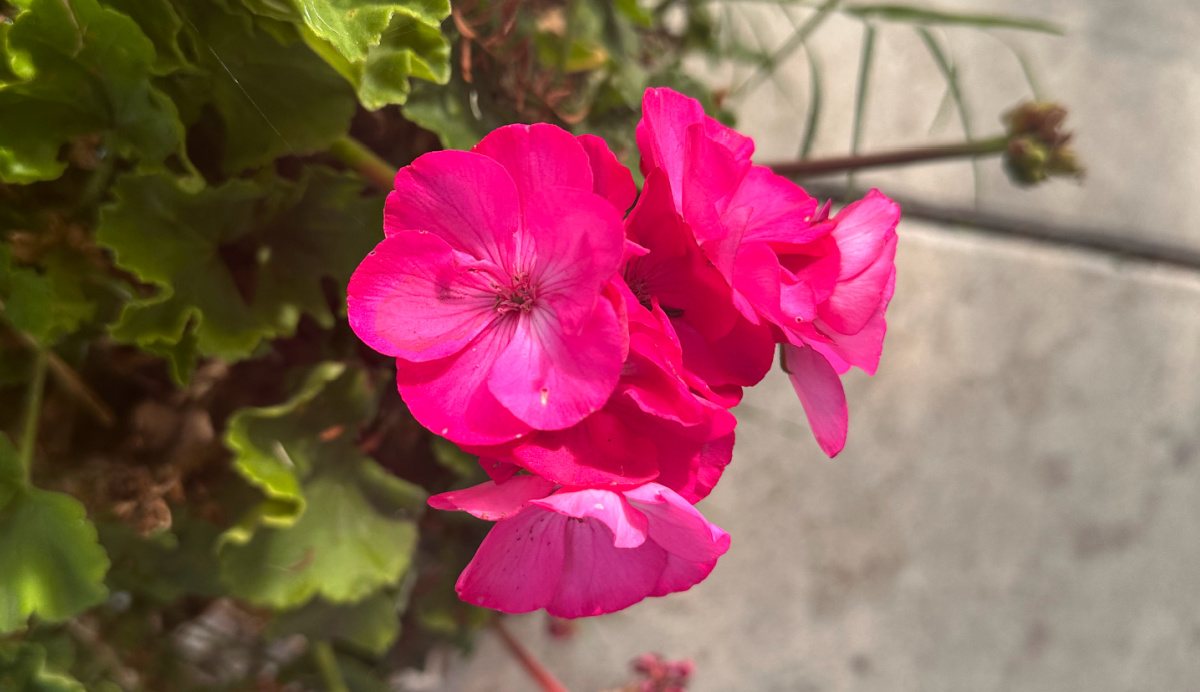 A photo of a cluster of Zonal geranium (Pelargonium-hortorum) deep pink flowers emerging hanging over a sidewalk, with both the sidewalk and leaves of the geranium present in the background of the photos.
