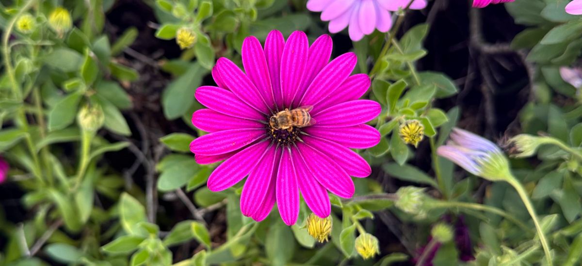 One of the dark pink flowers of an African daisy (osteospermum) with a bee sitting on the center of the flower.