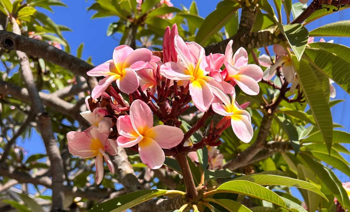 A cluster of the tropical pink flowers with yellow throats of an ana rosa frangipani (plumeria 'ana rosa').