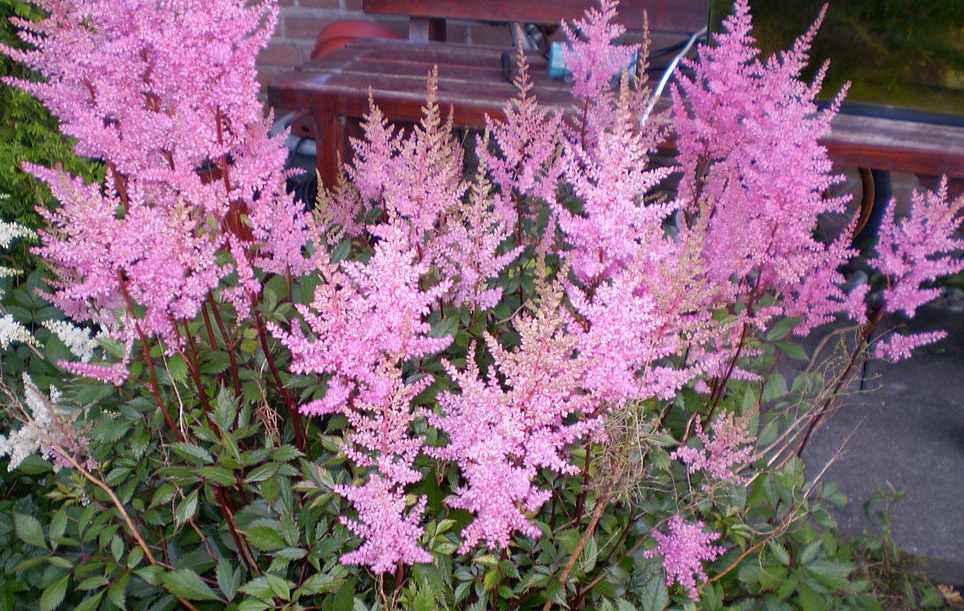 A picture of a pink astilbe plant showing these pink summer flowers in bloom.