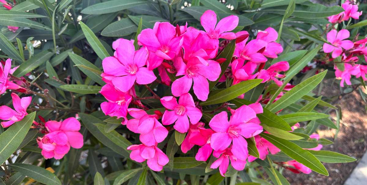 A cluster of the poisonous pink flowers of a austin pretty limits&reg; oleander (Nerium oleander) plant, and its foliage.
