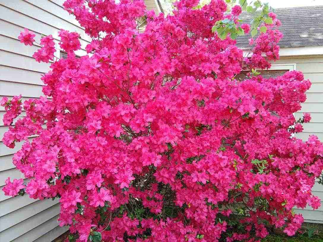 A large azalea (Rhododendron ssp.) against a house with white siding, showing how big these pink flowering shrubs can grow.