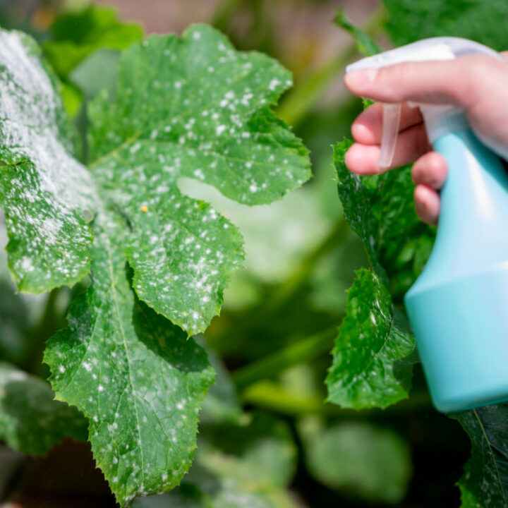 A hand with a blue bottle spraying a baking soda powdery mildew on an affected plant.
