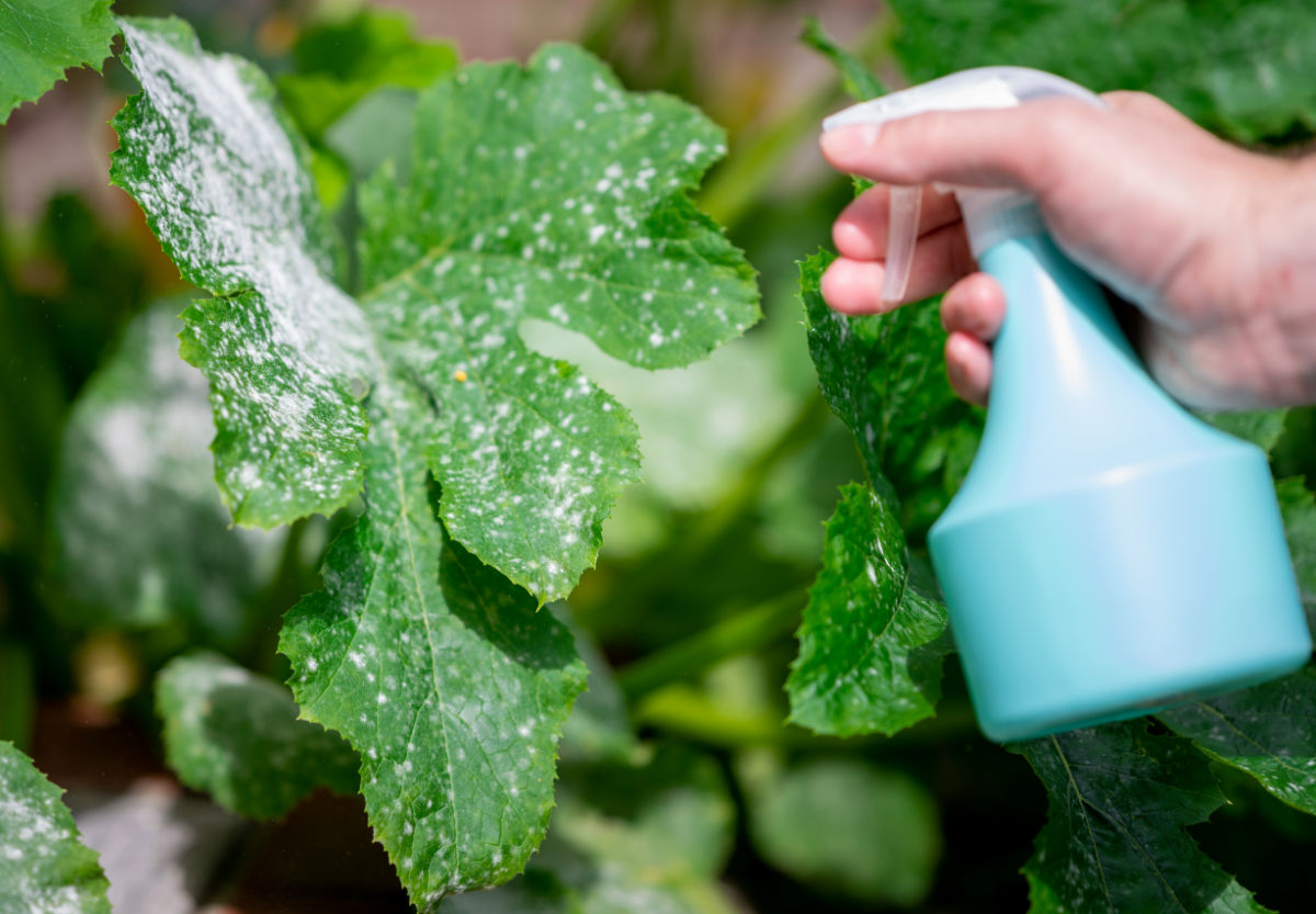 A hand with a blue bottle spraying a baking soda powdery mildew on an affected plant.
