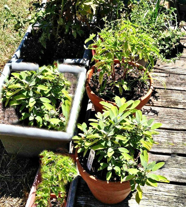 The best herbs for deck gardens including basil, rosemary, oregano, thyme, and sage.