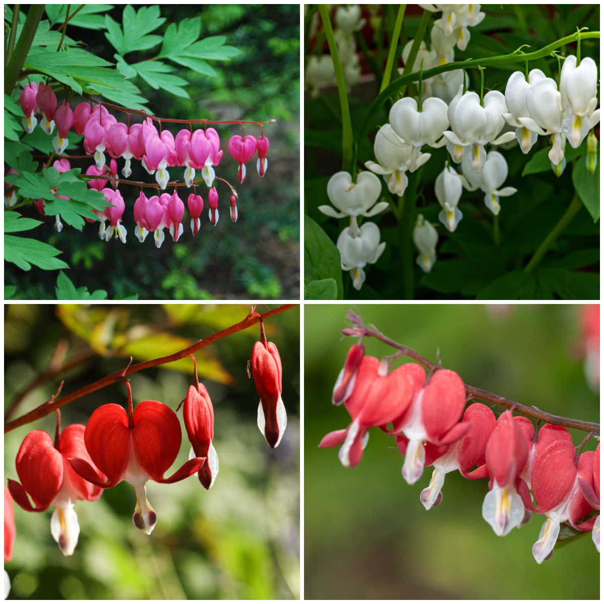 Pictures of bleeding heart flowers in pink, white, red and coral shades.