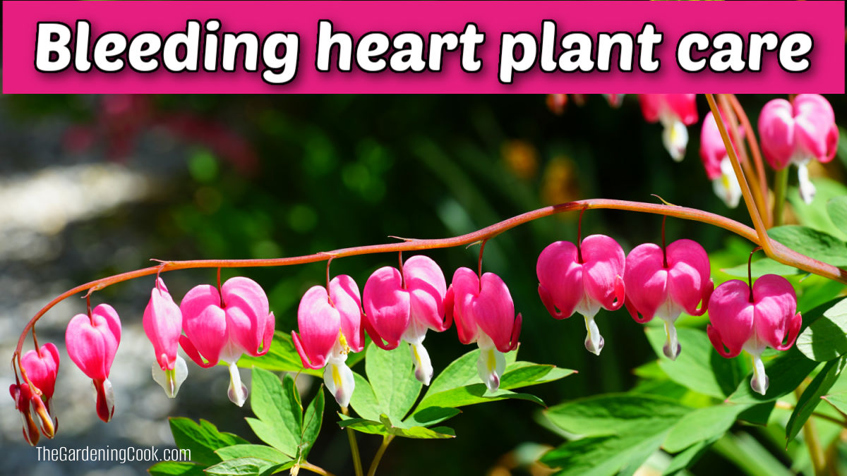A row of Lamprocapnos spectabilis flowers next to a pink text box that reads Bleeding Heart Plant Care.