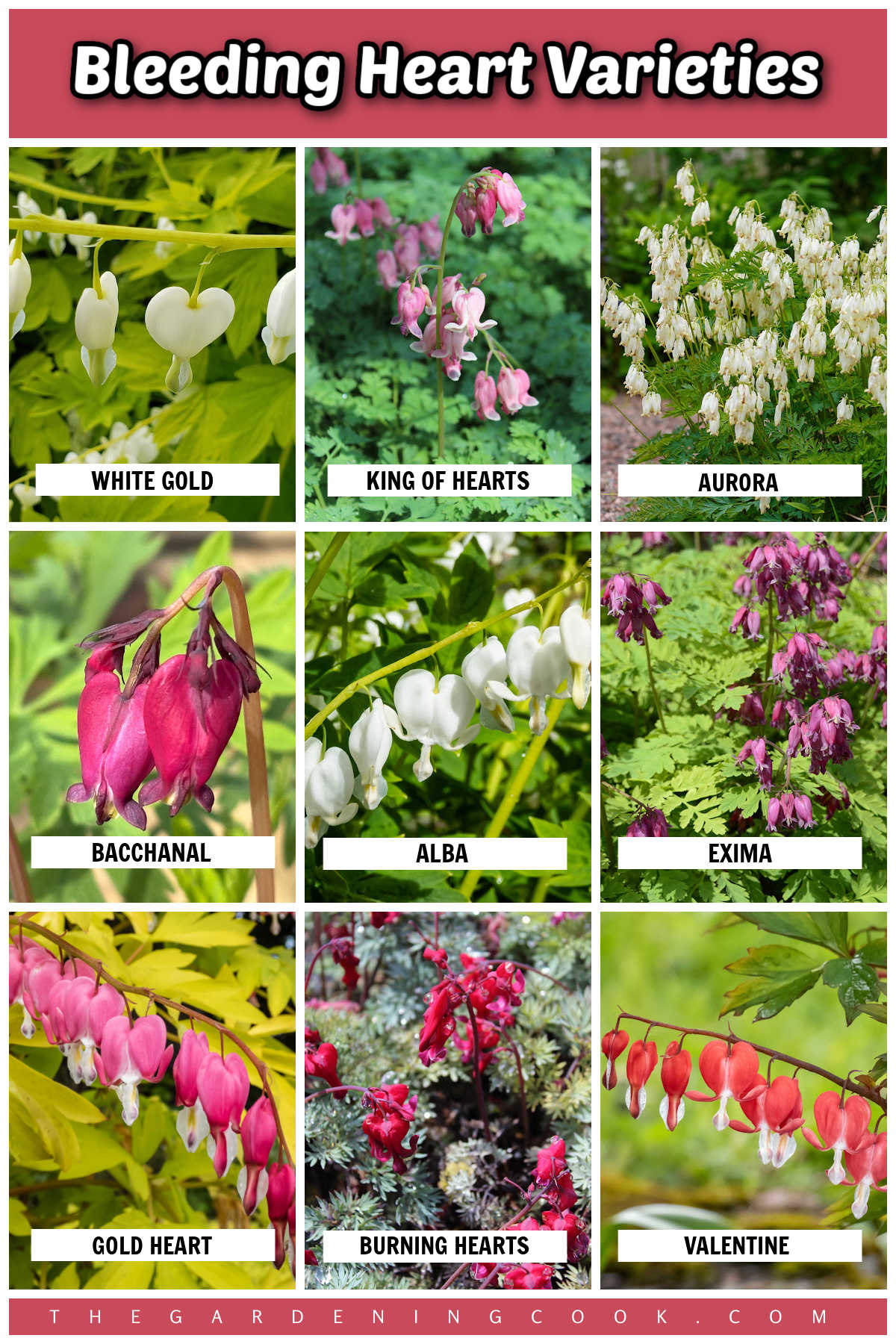 A collage with images of different flower colors and leaf shades for Lamprocapnos spectabilis. Pink text reads Bleeding Heart Varieties.