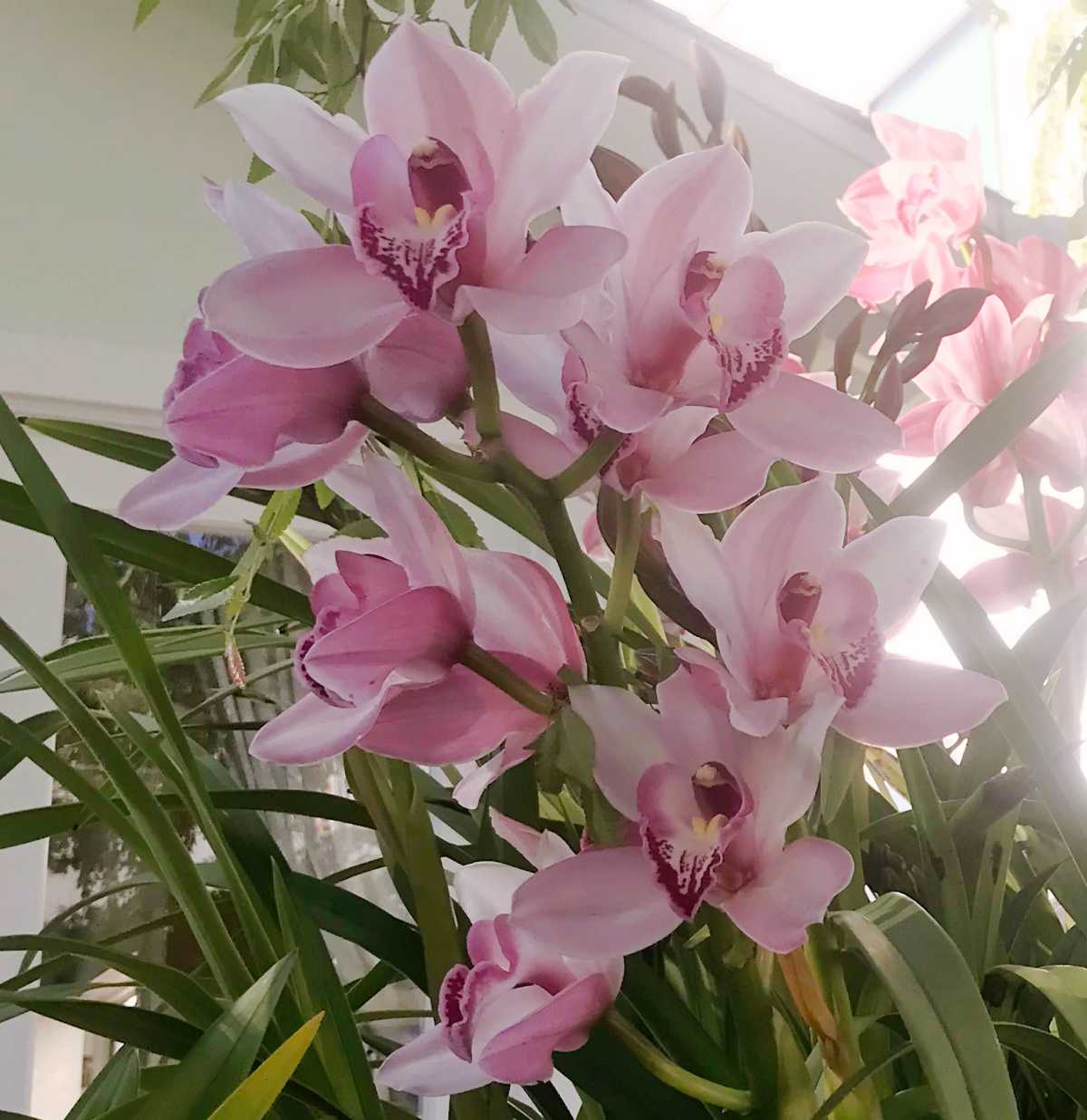 A group of the beautiful pink flowers of a boat orchid (Cymbidium&nbsp;spp.) and its foliage in front of a cream colored house.