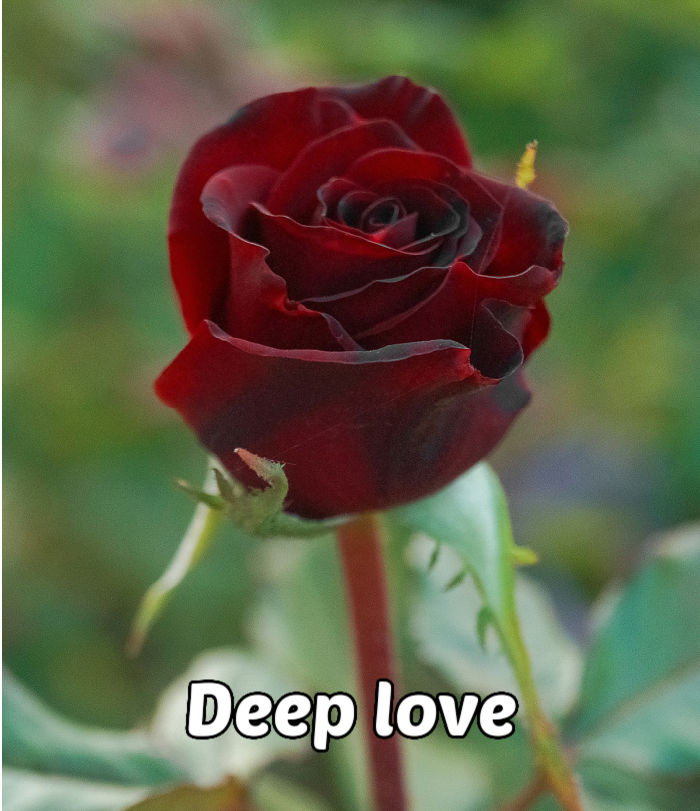 A aingle burgundy rose on a green background representing elegance, royalty, beauty and deep love.