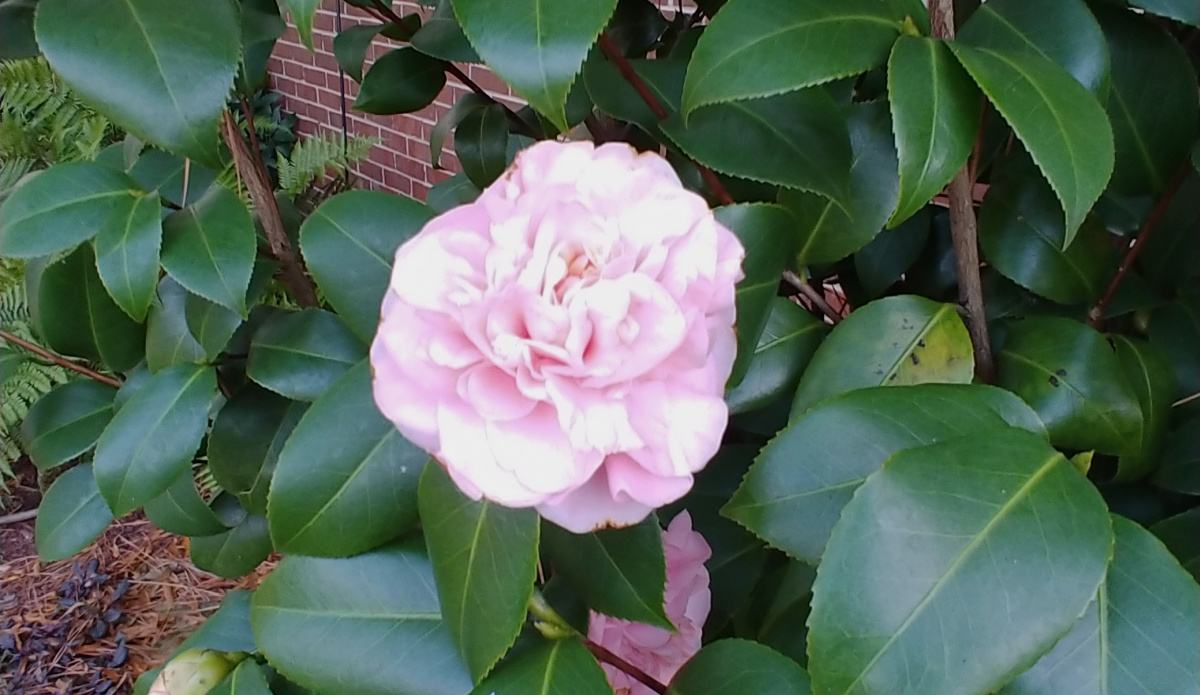 A close up phot of a camellia japonica bloom on this shrub with pink flowers.