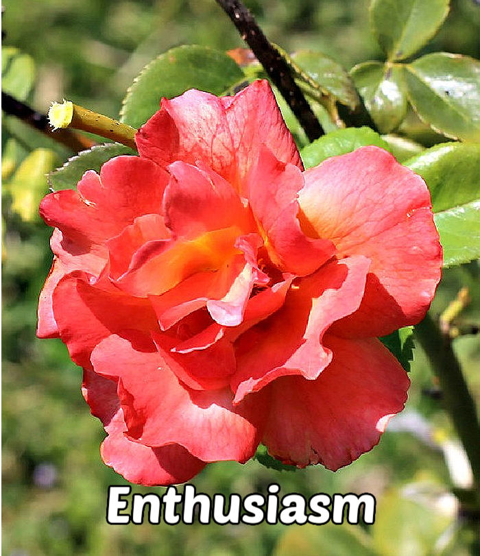 A coral colored opend rose over green foliage representing desire, excitement and passion.
