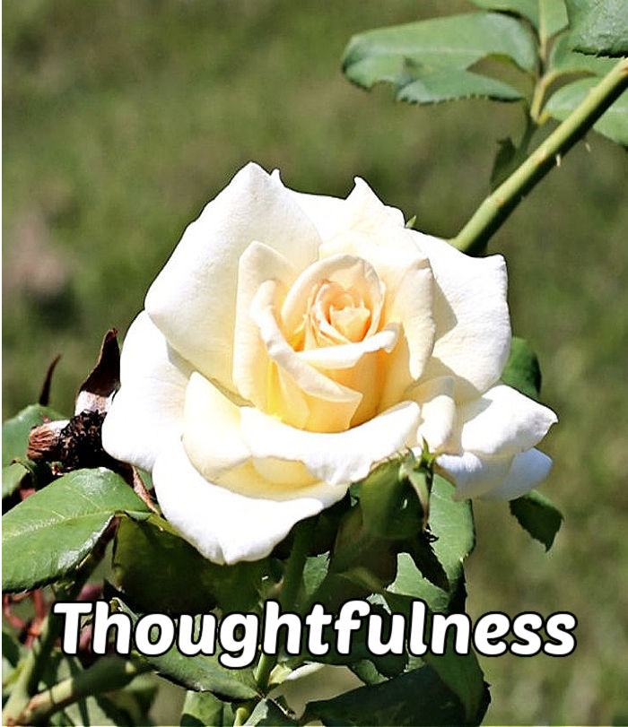 A cream-colored rose, surrounded by leaves representing elegance and grace.