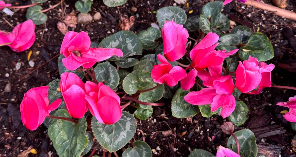 A photo of two pink cyclamen (cyclamen persicum) plants in a garden bed.