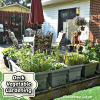 Deck vegetable gardening with pots and planters filled with veggies around the edges of an outside deck.