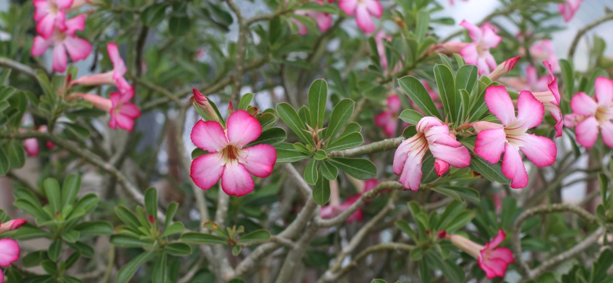 A section of a desert rose (adenium obesum) succulent shrub, showing its small pink flowers.