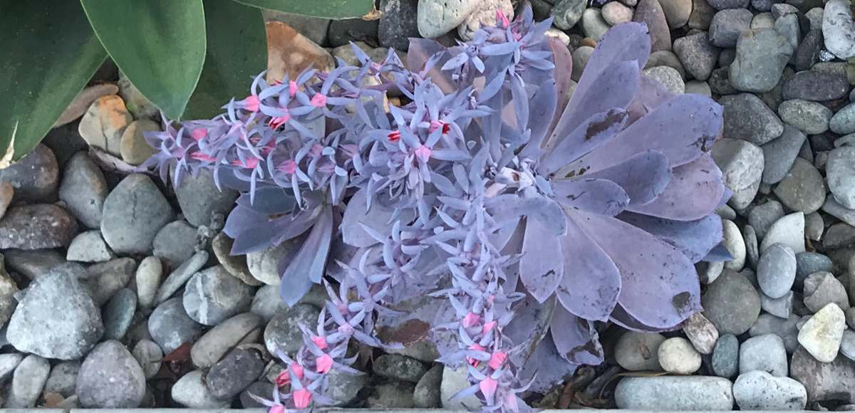 An echeveria 'afterglow' planted in a garden with rocks around it, showing the purple leaves of the succulent, and the pink flower succulent buds and blooms on its flower stalks.