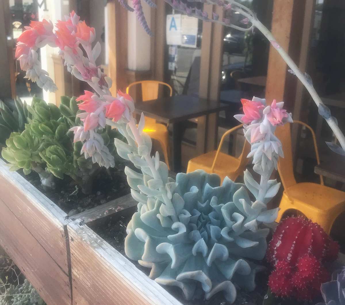 An echeveria runyonii 'topsy turvy' pink flower succulent in a wooden planter box, alongside other succulents and cacti.