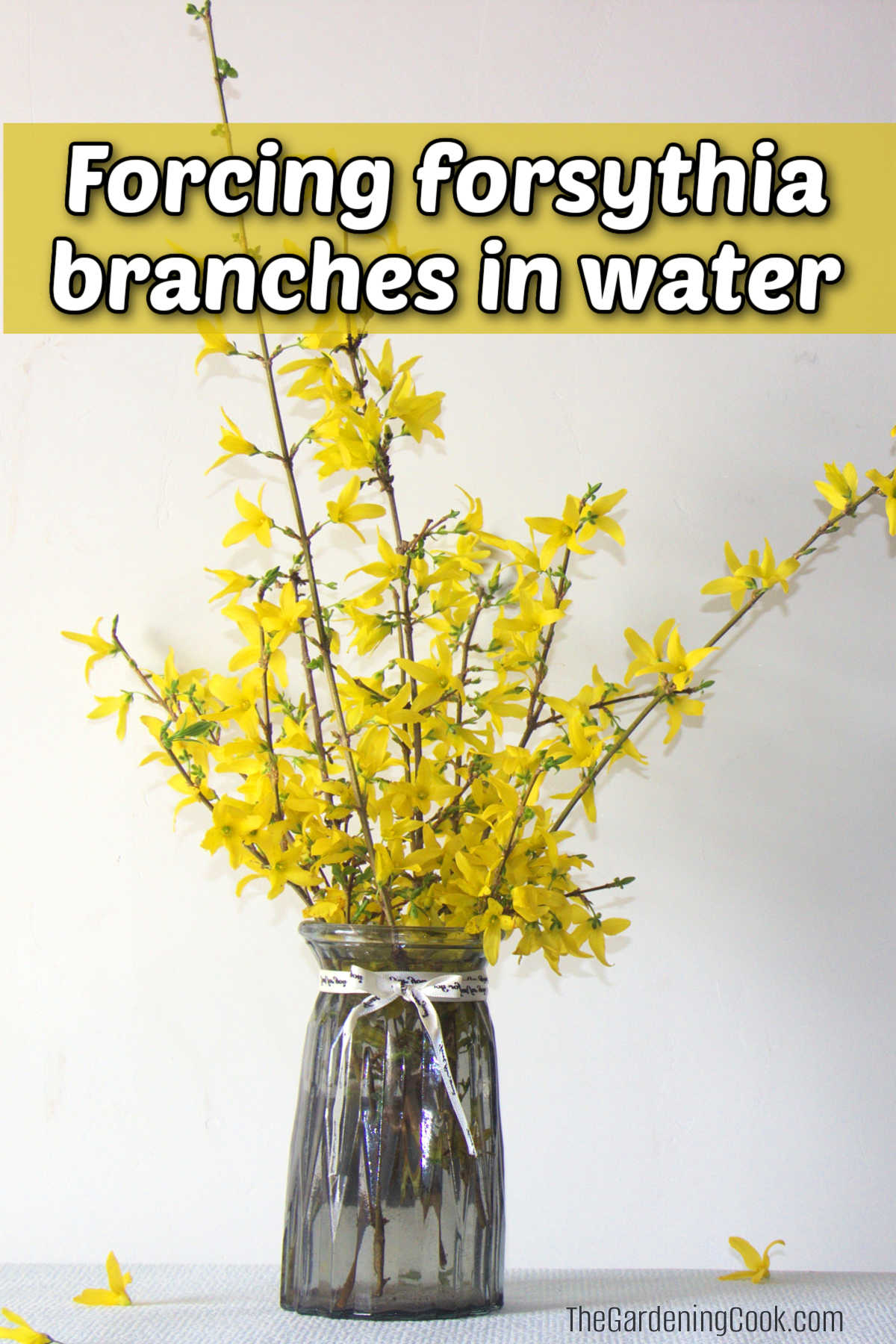 Forced forsythia blooms in a vase of water. Yellow text reads Forcing forsythia branches in water.