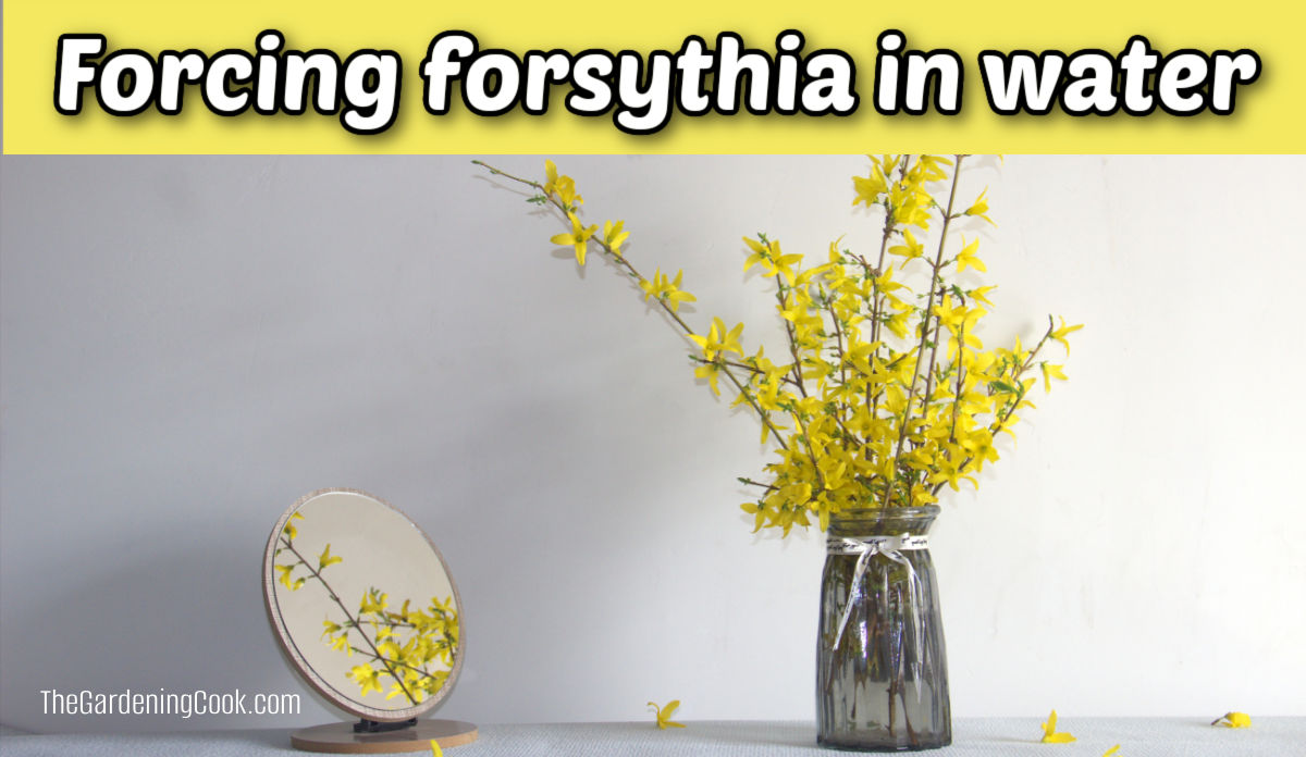 Branches of forsythia in vase of water next to a mirror reflecting the blooms. Yellow text box reads forcing forsythia in water.