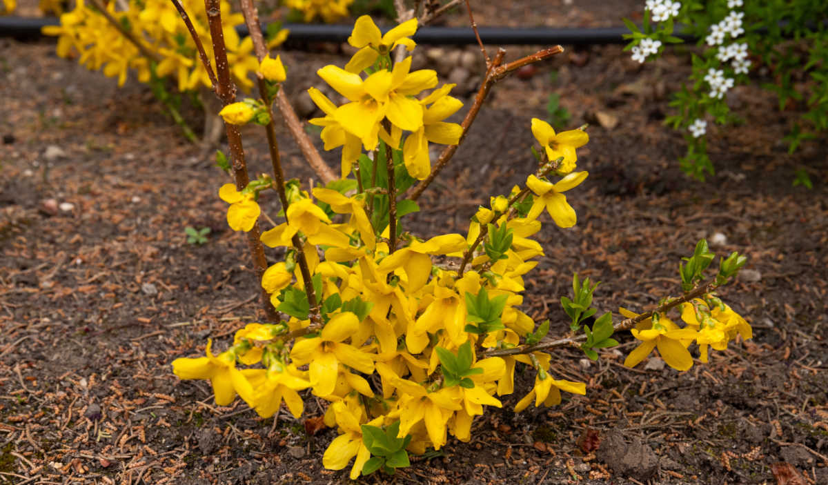 A small forsythia bush planted in early spring.