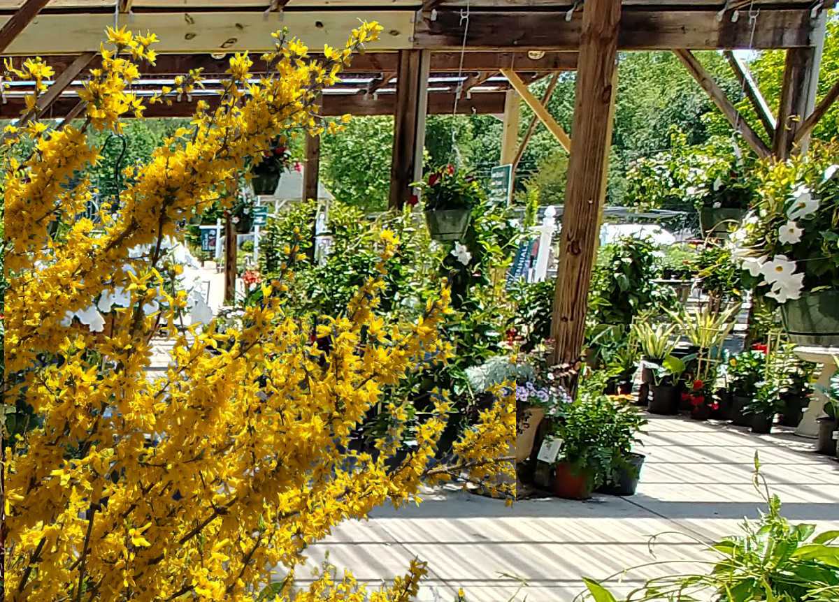 Forsythia flowers in the foreground against an image of a garden center.