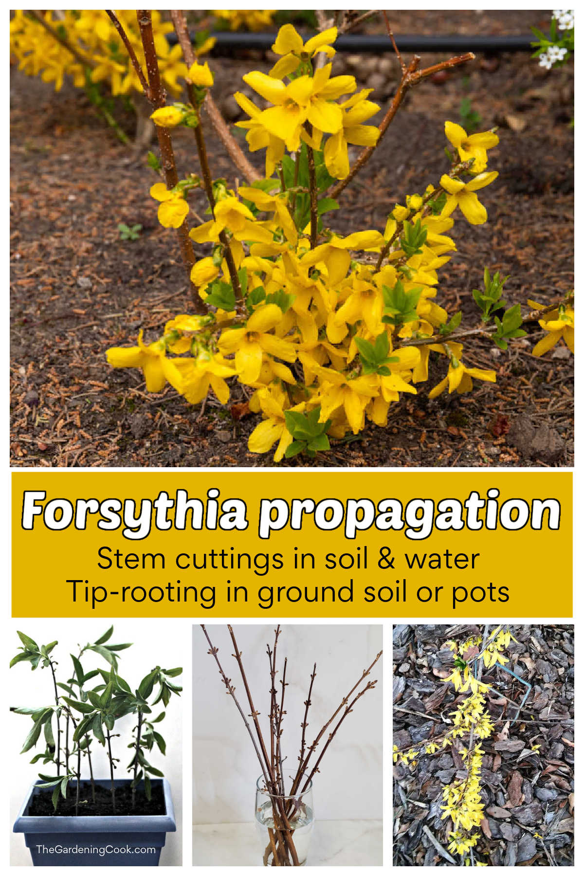 A forsythia plant in flower and cuttings in water and soil, plus tip layering technique. Yellow text reads forsythia propagation.