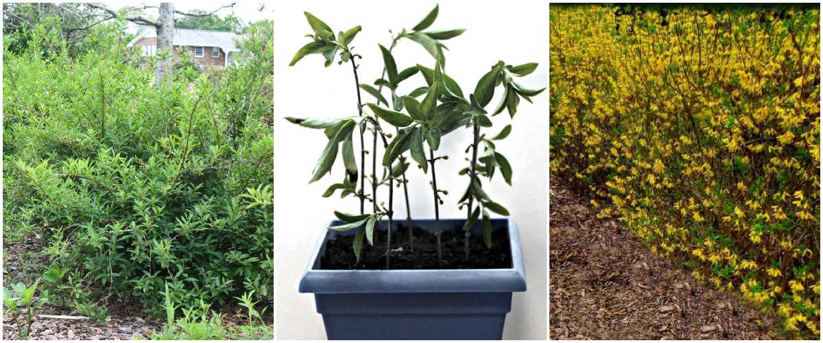 Overgrown forsythia ready for pruning, propagated forsythia branches and a forsythia hedge - All ways to maintain your forsythia after planting.