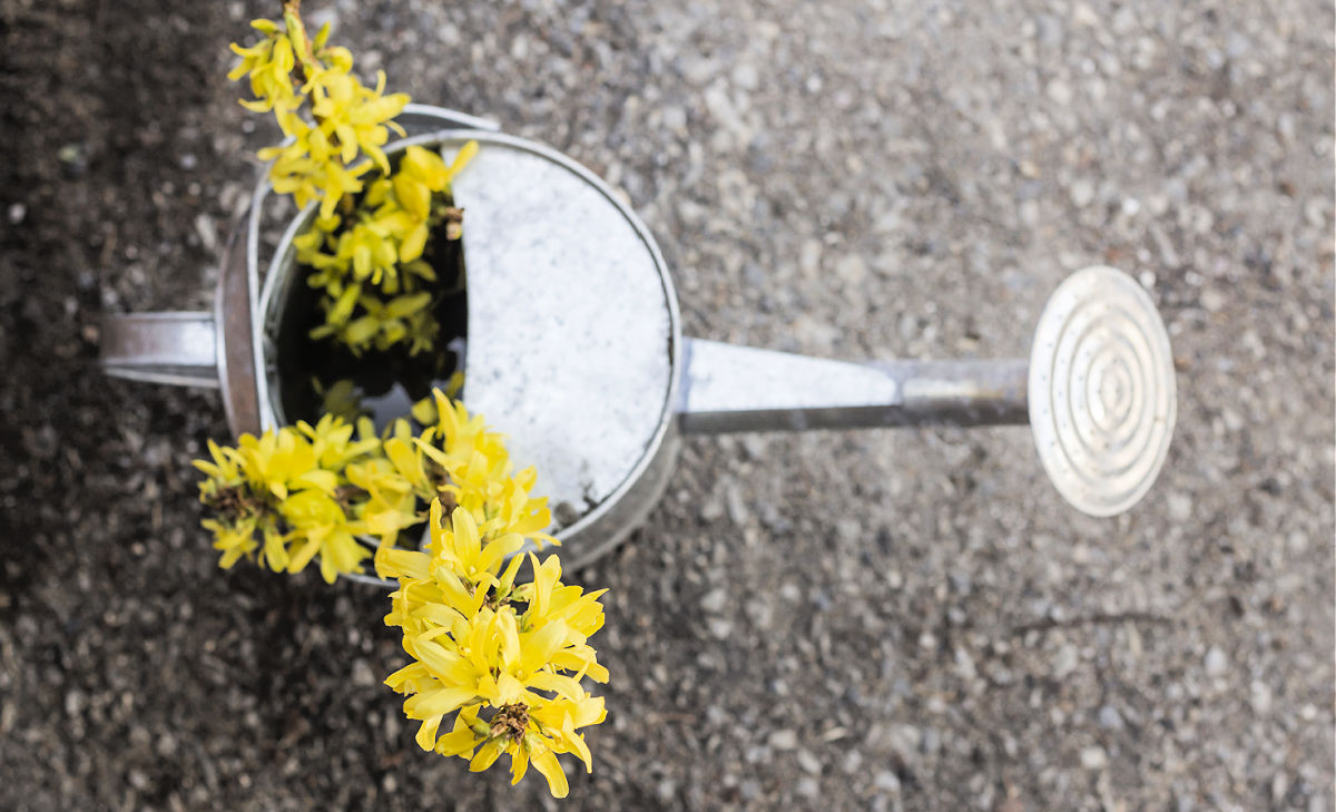 Forsythia flowers sittting in a watering can.