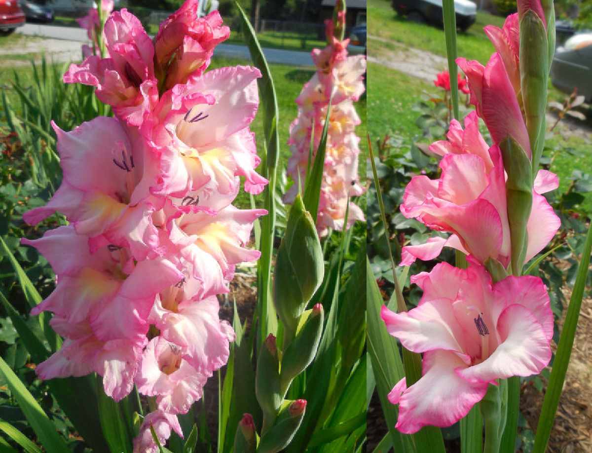A photo of several stalks of pink gladiolus flowers planted in a garden bed, with these common pink flowers taking up most of the image.